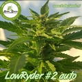Selling: Lowryder #2 autoflower.
