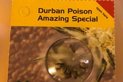 Trading: Durban poison regular  seeds