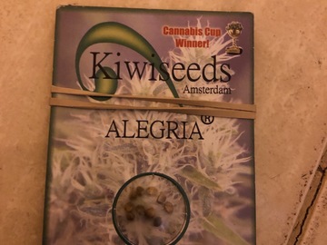 Trading: Kiwi Seeds Algeria 10 regular seeds 