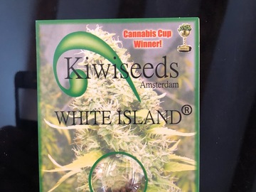 Trading: White Island regular Seeds  Kiwi Seeds 