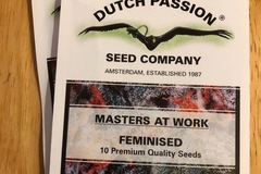 Trading: Blue moonshine-feminised-Dutch passion seeds-10 pack