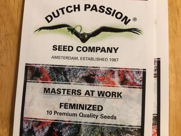 Intercambio: Oasis-feminised-dutch passion seeds-10 pack