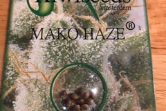 Trading: Mako haze-regular-kiwi Seeds-10 pack