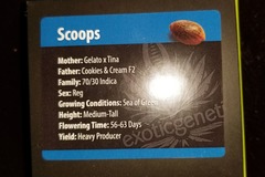 Sell: Exotic Genetix- Scoops