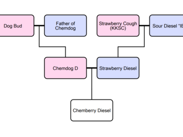 Providing ($): growfellow - Chemberry Diesel F1