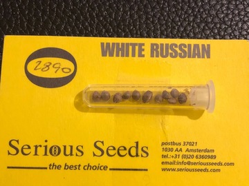 Trading: Serious Seeds White Russian  Regular 13 Seed pack