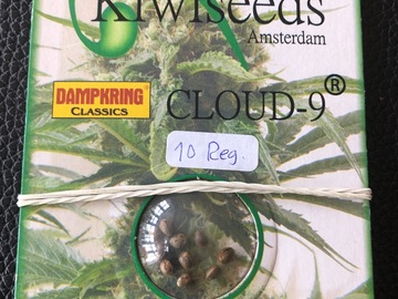 Trading: Kiwi Seeds Tasman Haze 10 Regular Seed pack 