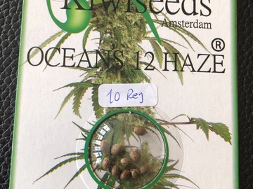 Trading: Kiwi Seeds Ocean 12  Haze 10 Regular Seed pack  