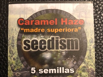 Trading: Seedism  Seeds Caramel Haze  Feminised 5 Seed pack  