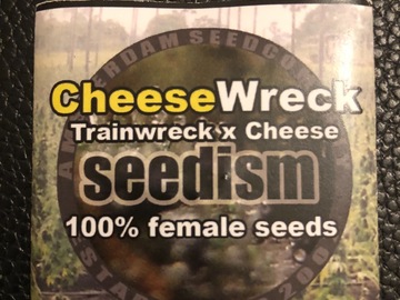 Trading: Seedism  Seeds Cheese Wreck Feminised 5  Seed pack  