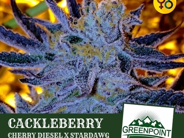 Proposer ($): Cackleberry F2 (Greenpoint seeds)