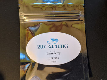 Trading: Blueberry 207 Genetics Breeders 3 Pack, Feminized
