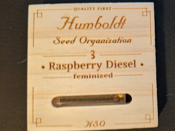 Trading: Raspberry Diesel - Humboldt Seed Org Fem Breeders Pack of 3