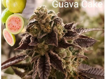 Sell: Guava Cake 10 pack Regs