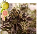 Sell: Guava Cake 10 pack Regs