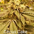 Vente: Circus Cake 10 pack regs