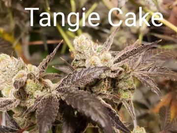 Vente: Tangie Cake 10 pack regs