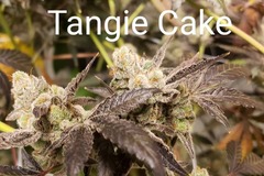 Sell: Tangie Cake 10 pack regs