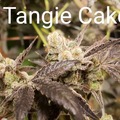 Vente: Tangie Cake 10 pack regs