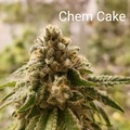 Selling: Chem Cake 10 pack regs