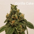 Vente: Gorilla Cake 10 pack regs