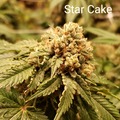 Venta: Star Cake 10 pack regs