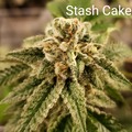 Sell: Stash Cake 10 pack regs