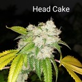Venta: Head Cake 10 pack regs