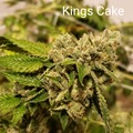Venta: Kings Cake 10 pack regs