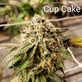 Vente: Cup Cake 10 pack regs