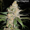Vente: The Clapton 10 pack regs