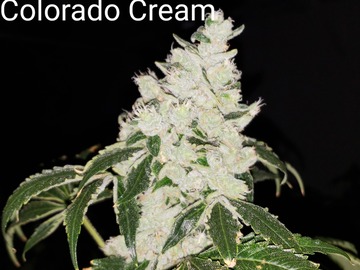 Vente: Colorado Cream 10 pack regs
