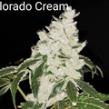Venta: Colorado Cream 10 pack regs