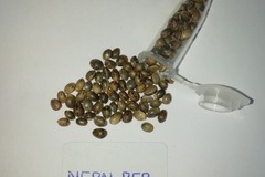 Vente: Nepalese Reproduced  - 12 pack