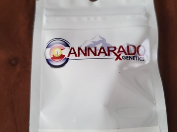 Sell: Cannarado Genetics - Goji Margy