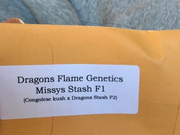 Vente: Dragons Flame Genetics>>  MISSY’S STASH