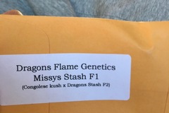 Venta: Dragons Flame Genetics>>  MISSY’S STASH