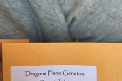 Sell: DRAGONS FLAME GENETICS>> Dragons Ticket