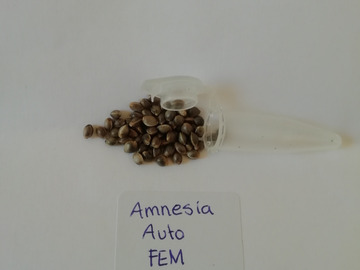 Vente: Amnesia Auto Feminized - 6 pack