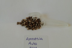 Venta: Amnesia Auto Feminized - 6 pack