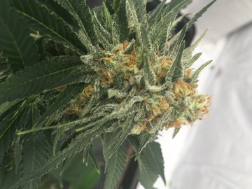 Proposer ($): Giggling granny(White widow x Afgooey)