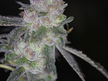Providing ($): Runtz - *THE REAL DEAL* Verified Rooted Clones