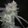 Vente: Runtz - *THE REAL DEAL* Verified Rooted Clones