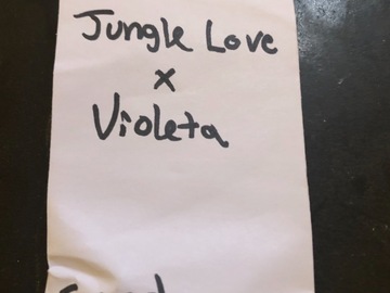 Selling: Jungle Love x Violeta