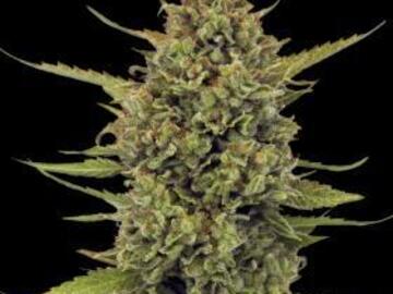 Proposer ($): Barney's Farm - Acapulco Gold Feminised Seeds