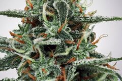 Sell: White Widow 5 seeds