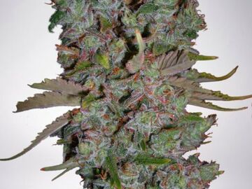 Sell: Auto Blueberry Domina 5 seeds