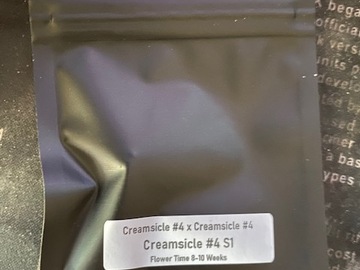 Providing ($): Clearwater Genetics - Creamsicle #4 S1