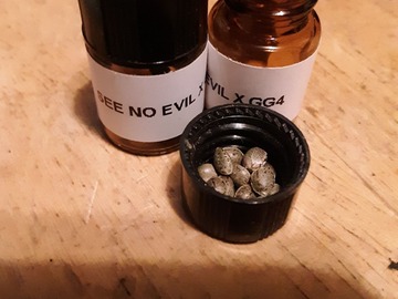 Selling: see no evil x gg4 fems