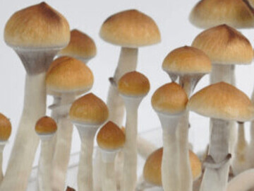 Vente: McKennaii Mushroom Spore Syringes -Rare-